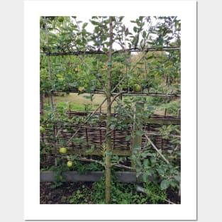 Espalier fruit in the monastery garden Posters and Art